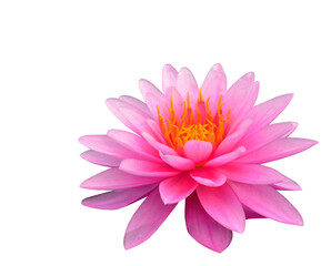 Beautiful Pink Lotus Flower isolated on white background