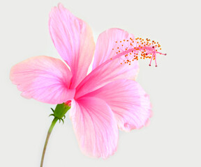 The beautiful of Pink Hibiscus flower isolated on white background