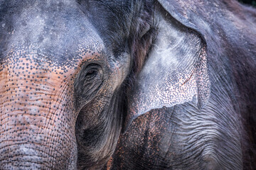 Amazing detail on an elephant's head with an eye. © Jiří Fejkl