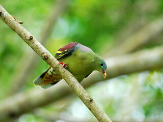 Thick-billed green Pigeon (treron curvirostra) thick bill green pigeon on fig tree