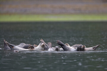 Harbor Seals, Alaska