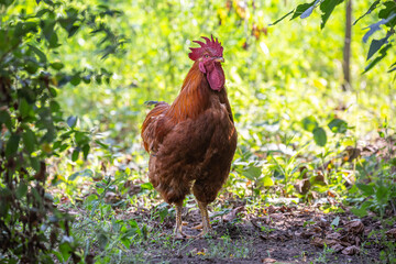 Big rooster and two hens in a courtyard full of green vegetation on a farm in rural environment