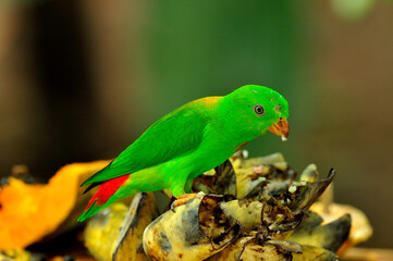 Vernal Hanging Parrot