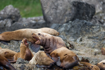 Steller Sea Lions Fighting, Alaska