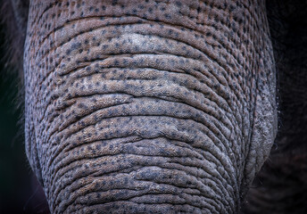 background which the structure of hide of elephant is represented on - obrazy, fototapety, plakaty
