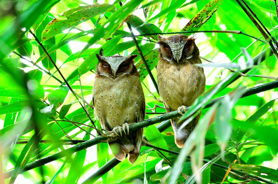Two White-fronted Scops Owls stick together on the bamboo tree