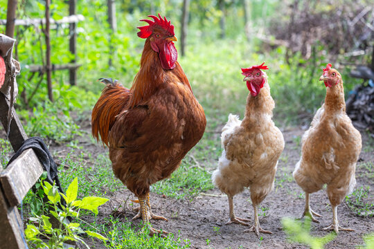 Big rooster searching for hens in a courtyard full of green vegetation on a farm in rural environment