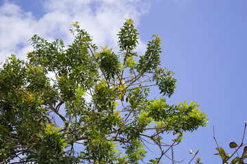 Tree full of leaves and birds with blue sky background