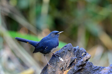 White-bellied Redstart, white belly redstart, Hodgsonius phaenicuroides, the best picture of blue bird