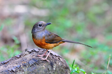 White-rumped Shama