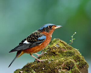 White-throated rock-thrush bird, a beautiful blue and orange bird with nice background