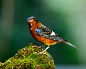 White-throated rock-thrush, a beautiful blue bird on mossy rock
