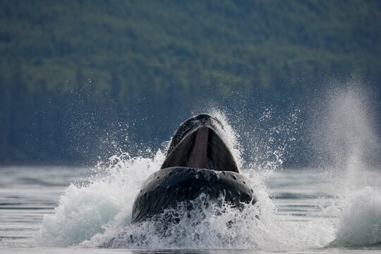 Lunge Feeding Humpback Whale, Alaska © Paul