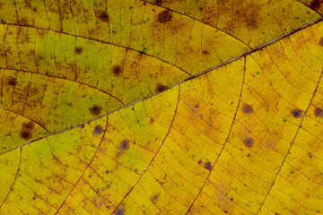 Yeellow leaf with nice texture and pattern