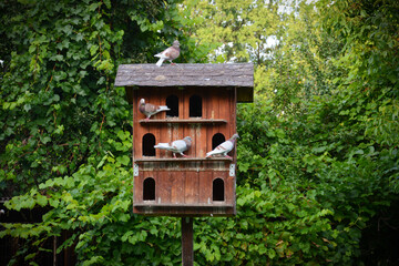 Wooden pigeon house with pigeons in the garden. Green trees in the background. 