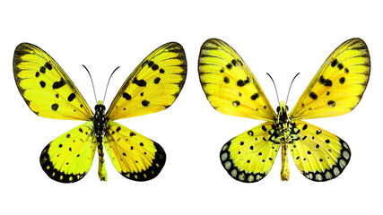 Yellow Butterfly, Towny coster (Acraea violae) upper and lower wings profile in transparency color isolated on white background