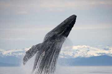 Breaching Humpback Whale, Alaska
