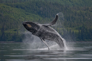 Breaching Humpback Whale, Alaska © Paul