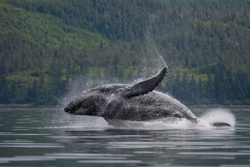 Obraz premium Breaching Humpback Whale, Alaska