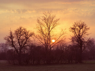 Sunset behind the trees. Silhouettes of trees on the background of the sunset. Evening landscape.