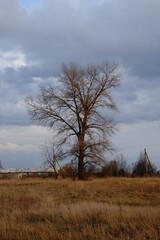 A tall leafless tree against a cloudy autumn sky. Gloomy landscape. Yellow wilted grass.