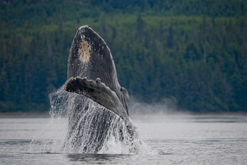 Breaching Humpback Whale, Alaska