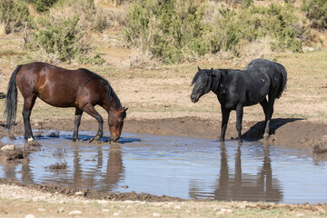 Naklejka na ściany i meble Wild Horses at a Waterhole in Utah
