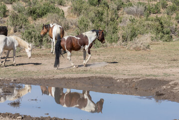 Wild Horses at a Waterhole in Utah