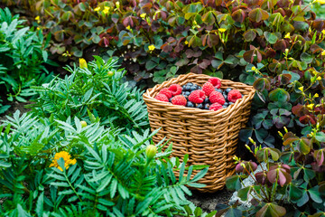 Ripe blackberries and raspberries in a square basket among the garden plants.