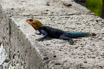 Agama Lizard, Florida