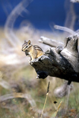 un écureuil terrestre du genre Tamias sur un tronc d'arbre
