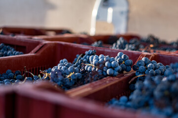 Grapes on a market stall