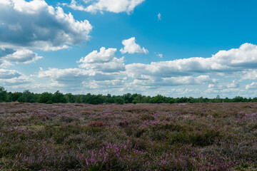 Fototapeta na wymiar Blooming purple heather landscape in Germany