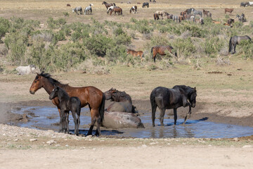 Wild Horses at a Waterhole in Utah