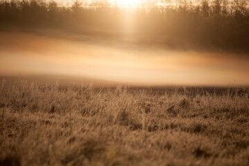 Bialowieza forest, Poland