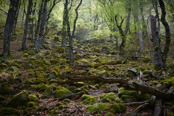 Massif Central, France. Old Beech forest in mountains.  Stones in the forest.  The Massif Central is a highland region in the middle of Southern France.