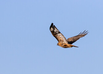 Red-tailed Hawk