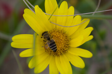 Yellow flower with a bee getting pollen