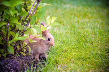 cute grey rabbit hiding under the green bushes in the park near the grass field under the sun
