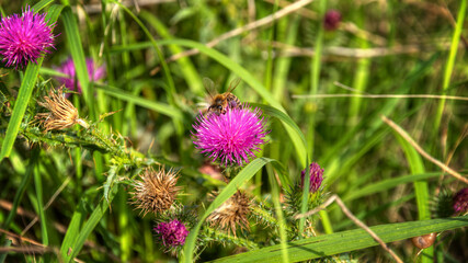 Biene auf Distel