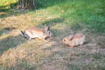 Two sweet little baby bunnies walking on the meadow eating grass, easter spring background with copy space