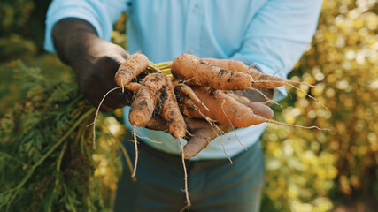 Close up, african man holding in hands homegrown harvest of fresh orange carrots. High quality photo