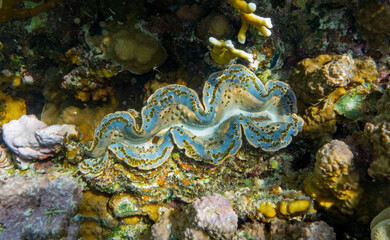 Detail of the mantle of a giant clam, Tridacna, growing on a coral reef 