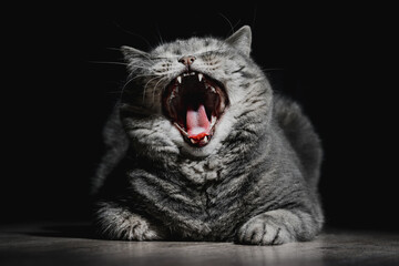 Portrait of a yawning British Shorthair cat. Black background. Cat's grin. The pet lies on the floor tiredly. Pet maintenance and care, time to sleep or cozy home concept.