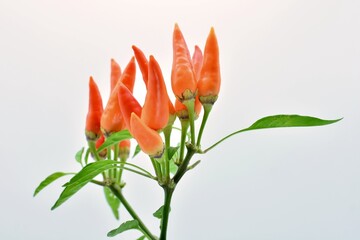 Pimientos rojos picantes en una planta