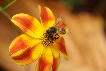 Obraz na płótnie Canvas Honey bee bees feeding on yellow red flower Apis mellifera honeybee 