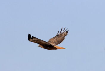 Red-tailed Hawk