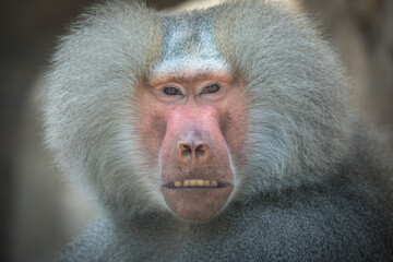 Papio hamadryas or the baboon roars with its mouth open, sharp teeth are visible, it is all on a black background