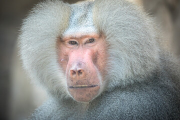 Papio hamadryas or the baboon roars with its mouth open, sharp teeth are visible, it is all on a black background