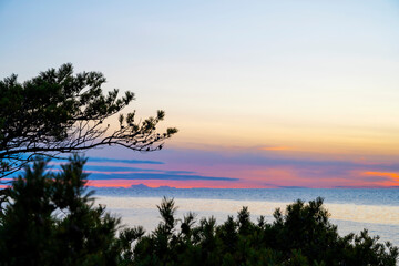 Vibrant sundown over ocean with pine trees in foreground